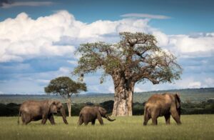 Affordable Tarangire Safari