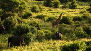 all inclusive Nyerere National Park