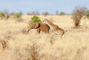 Exclusive Tanzania Safari Experience