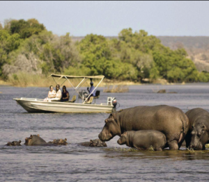 Affordable Nyerere National Park Safari Deal