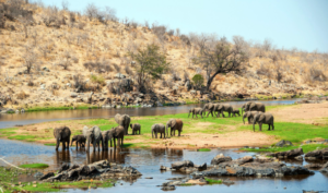 Budget Ruaha Safari Vacation