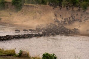 Guided Tanzania safari