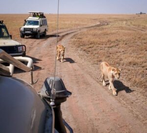 All inclusive Tanzania safari