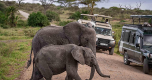 Tanzania safari package Tanzania deal