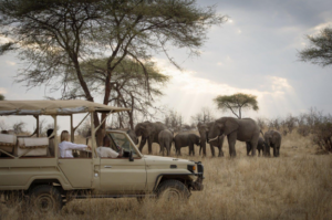 Ruaha safari Tanzania deal