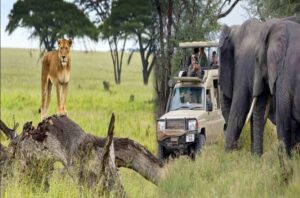 Exclusive Ruaha Safari Trip
