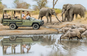 Nyerere National Park safari Nyerere experience