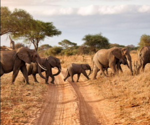 Tanzania wildlife safari trip