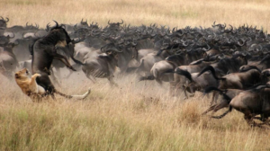 guided Serengeti safari adventure