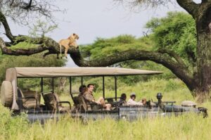 Start Planning Your Tanzania Safari The best Tanzania safari tour tours are not necessarily the longest or most expensive. They are the journeys designed around the right season, route, pace, accommodation, and expectations for each traveler. Tell Kilipath African Safaris your travel dates, number of guests, preferred comfort level, and approximate budget. We will help you compare the most suitable options and create a personalized itinerary covering the destinations that matter most to you. Best Tanzania Safari Tours