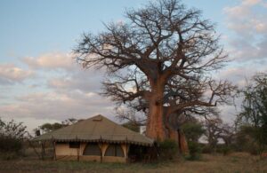 Private Tanzania Safari Package Holiday