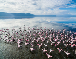 top Lake Manyara safari trip