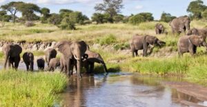 Fly in Tanzania safari cost planning