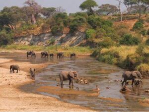 family Tanzania safari package vacation