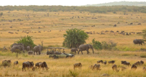 private Tanzania safari tour company