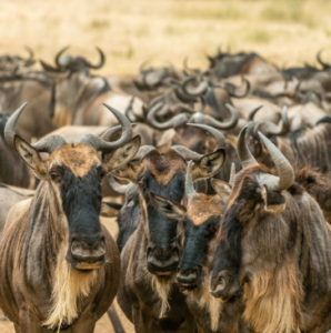 Serengeti safari Tanzania adventure