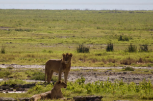 all inclusive Tanzania safari cost price