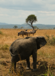 all inclusive Tanzania safari cost itinerary