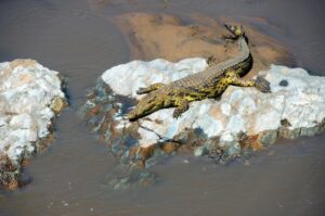 Family Ruaha safari tours