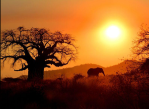 Ruaha safari Lake Manyara packages