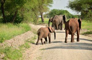 Nyerere National Park Safar