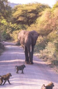 Nyerere National Park safari