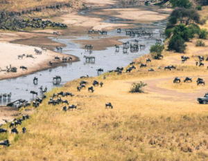 Tanzania safari tour itinerary