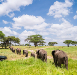 affordable Tanzania wildlife safari planning