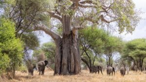 Group Ruaha Safari Planning
