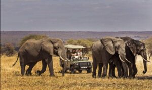 Tanzania safari tour Arusha