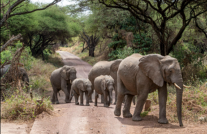 Cheap Tarangire safari tours