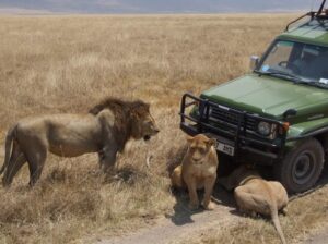 private Tanzania safari package travel guide