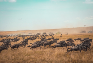 all inclusive Serengeti safari adventure