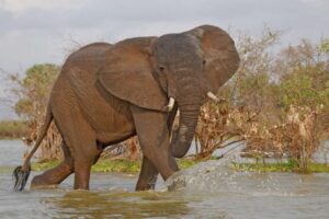 Tanzania safari cost Ngorongoro experience
