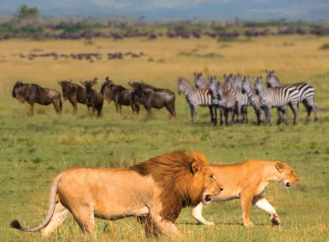 Serengeti Tanzania safari itinerary