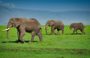 exclusive Ngorongoro Crater safari operator