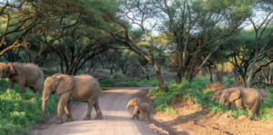 cheap Tanzania safari cost deal