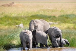 Nyerere national park safari Serengeti deal