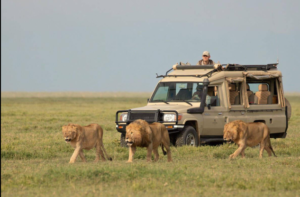 premium Tanzania safari tour cost