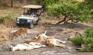 exclusive Tanzania safari package company