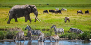 Ruaha safari Nyerere packages