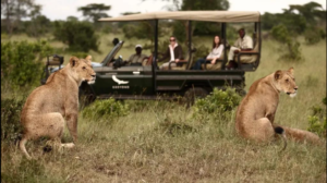 Premium Tanzania Safari Cost Vacation