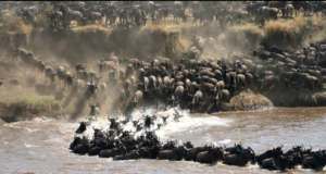 Tanzania safari Northern Circuit travel guide