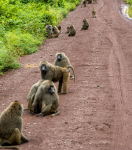 Ngorongoro Crater safari Southern Circuit price