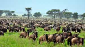 top Serengeti safari experience