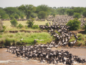 top Tanzania wildlife safari travel guide