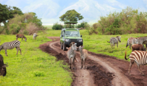 Ruaha safari Ngorongoro adventure