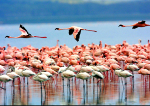 cheap Lake Manyara safari