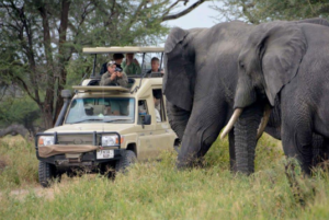 exclusive Nyerere national park safari vacation