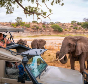 Nyerere national park safari Southern Circuit holiday